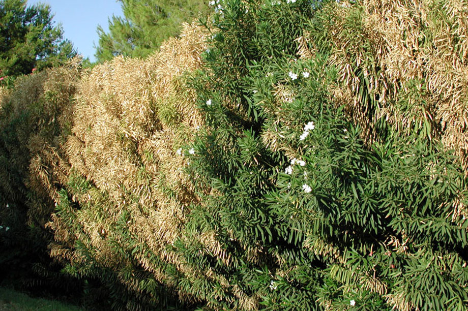 xylella